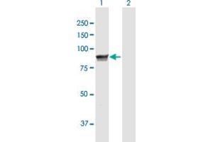 Western Blot analysis of MPP5 expression in transfected 293T cell line by MPP5 MaxPab polyclonal antibody. (MPP5 antibody  (AA 1-675))