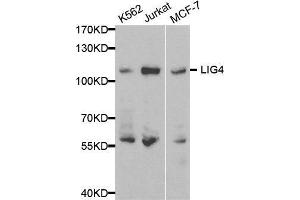 Western blot analysis of extracts of various cell lines, using LIG4 antibody. (LIG4 antibody  (AA 612-911))