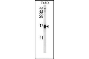 Western blot analysis of SKA2 Antibody (N-term) in T47D cell line lysates (35ug/lane).