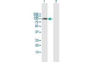 Western Blot analysis of SATB1 expression in transfected 293T cell line by SATB1 MaxPab polyclonal antibody. (SATB1 antibody  (AA 1-763))