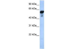 WB Suggested Anti-ALDH1B1  Antibody Titration: 0. (ALDH1B1 antibody  (Middle Region))