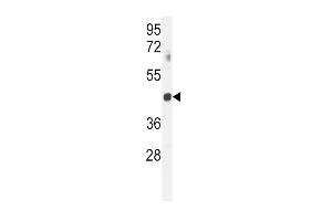 GNAT2 Antibody (Center) (ABIN655029 and ABIN2844660) western blot analysis in mouse spleen tissue lysates (35 μg/lane). (GNAT2 antibody  (AA 140-169))