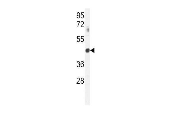 GNAT2 antibody  (AA 140-169)