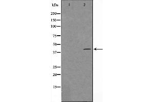 Western blot analysis on HuvEc cell lysate using Maf Antibody,The lane on the left is treated with the antigen-specific peptide. (MAF antibody  (C-Term))