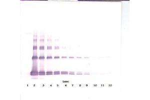 Image no. 4 for anti-Interleukin 33 (IL33) antibody (ABIN465633) (IL-33 antibody)