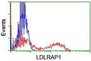 HEK293T cells transfected with either RC206643 overexpress plasmid (Red) or empty vector control plasmid (Blue) were immunostained by anti-LDLRAP1 antibody (ABIN2455235), and then analyzed by flow cytometry. (LDLRAP1 antibody)