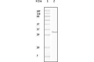 Western blot analysis using CD34 mouse mAb against truncated CD34 recombinant protein.