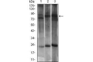 Western blot analysis using DNM1L mouse mAb against PC-12 (1), LNCAP (2) and NIH/3T3 (3) cell lysate. (Dynamin 1-Like antibody  (AA 69-213))