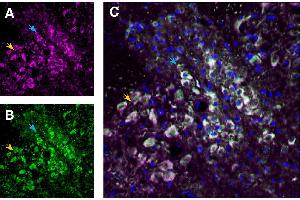 Multiplex staining of TRPV1 and Neurokinin 1 Receptor (NK1R) in mouse dorsal raphe nucleus:Immunohistochemical staining of perfusion-fixed frozen mouse dorsal raphe nucleus sections using Anti-TRPV1 (VR1)-ATTO Fluor-647N Antibody (ABIN7581996), (1:100) and Anti-Neurokinin 1 Receptor (NK1R) (extracellular)-ATTO Fluor-488 Antibody (ABIN7043804), (1:100).
