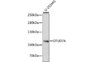Western blot analysis of extracts of U-251MG cells, using OTUD7A antibody (ABIN6290235) at 1:1000 dilution.