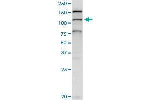 BAT3 MaxPab rabbit polyclonal antibody. (BAT3 antibody  (AA 1-1126))