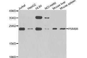 Western blot analysis of extracts of various cell lines, using PSMB8 antibody (ABIN5975113) at 1/1000 dilution. (PSMB8 antibody)