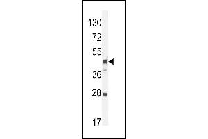 RILPL1 Antibody (C-term) (ABIN654255 and ABIN2844075) western blot analysis in mouse heart tissue lysates (35 μg/lane). (RILPL1 antibody  (C-Term))