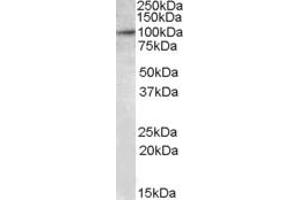 Western Blotting (WB) image for anti-E2F Transcription Factor 7 (E2F7) (Internal Region) antibody (ABIN2466823) (E2F7 antibody  (Internal Region))