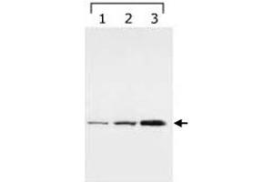 Western blot analysis of YWHAG in HeLa cell lysate (Lane1), and bengamide treated lysates (Lane 2 and 4, for 8h and 24h, respectively) with YWHAG monoclonal antibody, clone HS23 . (14-3-3 gamma antibody)