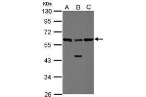 Image no. 2 for anti-RAD23 Homolog B (RAD23B) (AA 164-409) antibody (ABIN1500578) (RAD23B antibody  (AA 164-409))