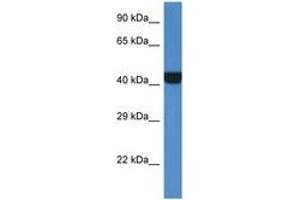 Image no. 1 for anti-Protein Kinase, CAMP-Dependent, Regulatory, Type II, alpha (PRKAR2A) (AA 185-234) antibody (ABIN6747401)