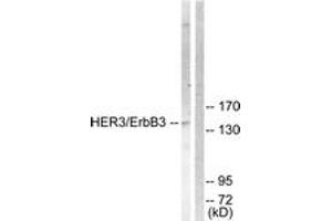 Western blot analysis of extracts from 293 cells, treated with LiCl 0. (ERBB3 antibody  (AA 1256-1305))