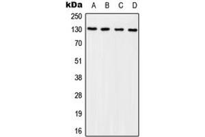 Western blot analysis of p130 Cas (pY249) expression in HEK293T EGF-treated (A), NIH3T3 EGF-treated (B), Raw264. (BCAR1 antibody  (pTyr249))