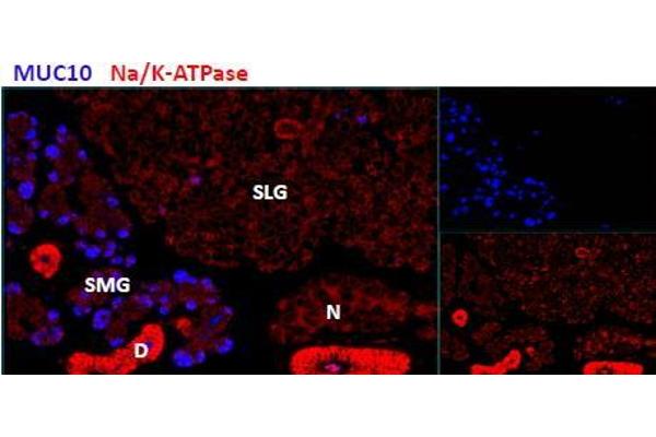 PROL1 antibody  (Internal Region)