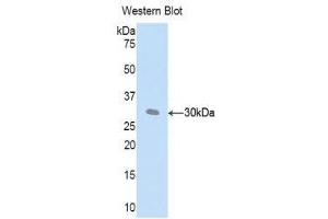 Western Blotting (WB) image for anti-Complement Factor D (CFD) (AA 1-259) antibody (ABIN3205986) (Adipsin antibody  (AA 1-259))