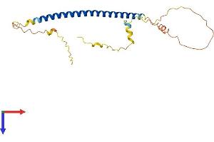 AlphaFold protein structure predicition of Mouse Recombinant Tex35 Protein, UniprotID Q14BK3