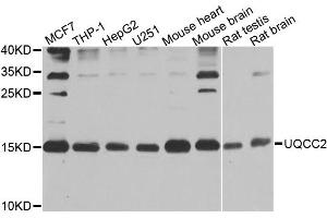 Western blot analysis of extracts of various cell lines, using UQCC2 antibody. (MNF1 antibody)