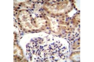 RNF43 antibody immunohistochemistry analysis in formalin fixed and paraffin embedded human kidney tissue. (RNF43 antibody  (AA 543-572))
