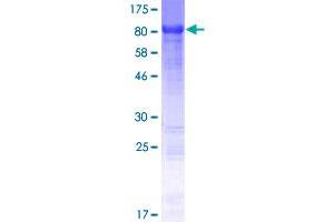 ATG13 Protein (AA 1-480) (GST tag)