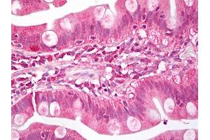 Anti-MEIS1 antibody IHC of human small intestine. (MEIS1 antibody  (AA 280-330))