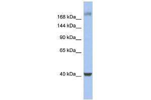 WB Suggested Anti-HCFC1 Antibody Titration:  0. (HCFC1 antibody  (Middle Region))
