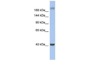 WB Suggested Anti-HCFC1 Antibody Titration:  0.