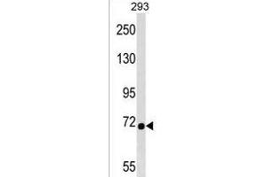 DMWD Antibody (C-term) (ABIN1537432 and ABIN2850216) western blot analysis in 293 cell line lysates (35 μg/lane).