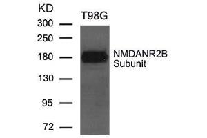 Western blot analysis of extract from T98G cells using NMDANR2B Subunit Antibody (GRIN2B antibody  (AA 1250-1254))