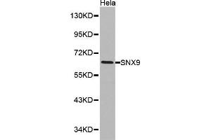 Western blot analysis of Hela cell lysate using SNX9 antibody. (SNX9 antibody  (AA 1-210))