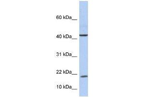 WB Suggested Anti-IL9 Antibody Titration: 0. (IL-9 antibody  (Middle Region))