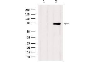 Western blot analysis of extracts from Mouse brain, using Eps8L3 Antibody. (EPS8-Like 3 antibody)