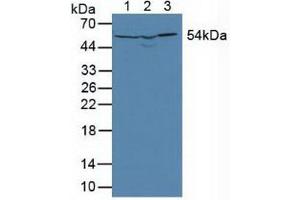 Figure. (DLD antibody  (AA 45-271))