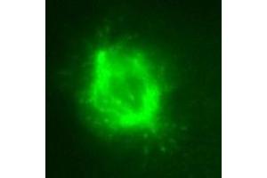KT36 immunofluorescent staining for cell mitosis. (MAPRE3 antibody)