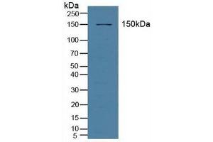 Figure. (ABCC3 antibody  (AA 1291-1523))