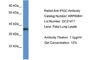 Western Blotting (WB) image for anti-Phosphatidylinositol Glycan C (PIGC) (C-Term) antibody (ABIN786290) (PIGC antibody  (C-Term))