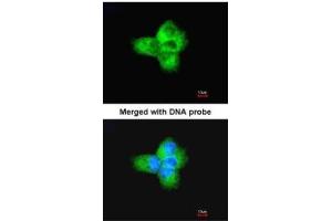 ICC/IF Image Immunofluorescence analysis of paraformaldehyde-fixed A431, using Tubulin alpha-1B, antibody at 1:200 dilution. (alpha Tubulin antibody)