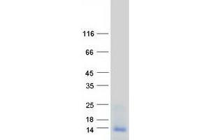 Western Blotting (WB) image for Platelet Factor 4 (PF4) protein (Myc-DYKDDDDK Tag) (ABIN2729121)