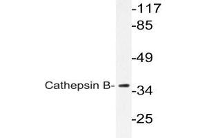 Western blot (WB) analysis of Cathepsin B Antibody in extracts from COLO cells. (Cathepsin B antibody)