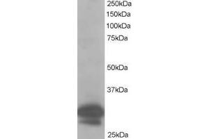 ABIN184616 staining (1µg/ml) of Hela lysate (RIPA buffer, 35µg total protein per lane). (CAPZB antibody  (C-Term))