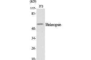 Western Blot analysis of various cells using Melanopsin Polyclonal Antibody.