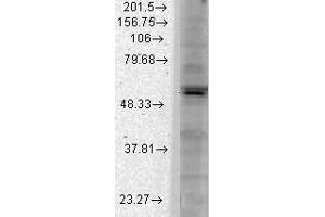 KCNJ2 抗体  (AA 41-64)
