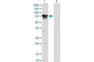 Western Blot analysis of CAMKK2 expression in transfected 293T cell line by CAMKK2 monoclonal antibody (M01), clone 1A11. (CAMKK2 antibody  (AA 1-130))