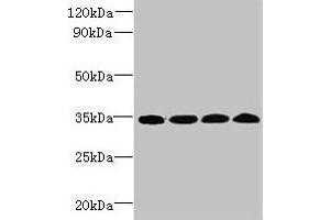 Western blot All lanes: WDR61 antibody at 1.