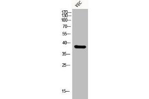 Western Blot analysis of VEC cells using EKLF/CKLF/UKLF Polyclonal Antibody (KLF1/5/7 antibody  (C-Term))